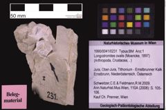 Foto (Objekt + Etiketten) von Longodromites ovalis (Moericke, 1897) (NHMW-GEO-1990-0041-0231)